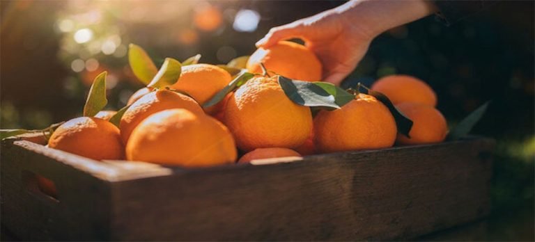 Bagaj ücreti ödememek için 30 kilo portakalı yediler