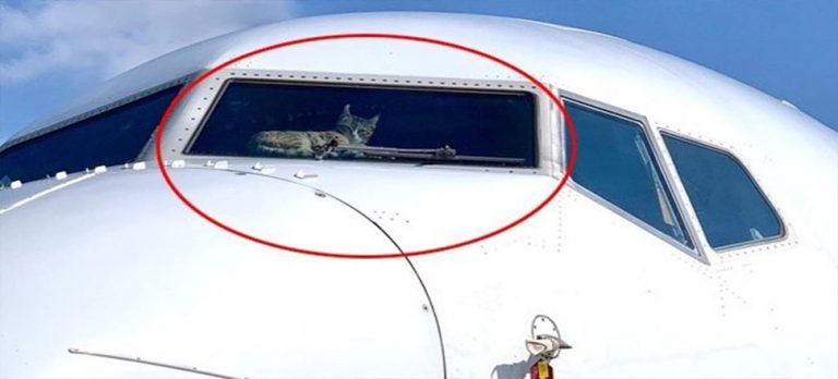 Kokpite giren kedi acil iniş yaptırdı