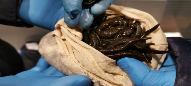 Sabiha Gökçen Havalimanı’nda sülük operasyonu