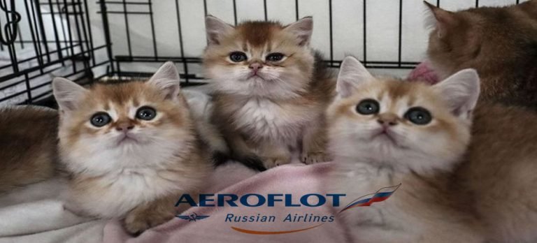 Aeroflot evcil hayvanlarıyla seyahat edenlere fazladan mil verecek