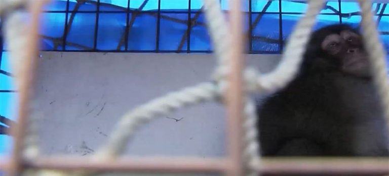 Havalimanında maymun paniği!