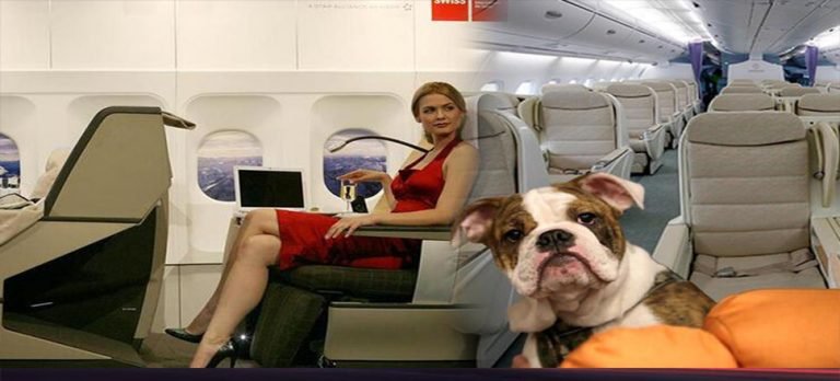 Köpeğini uçağa bindirmek için business class’ı kapattı