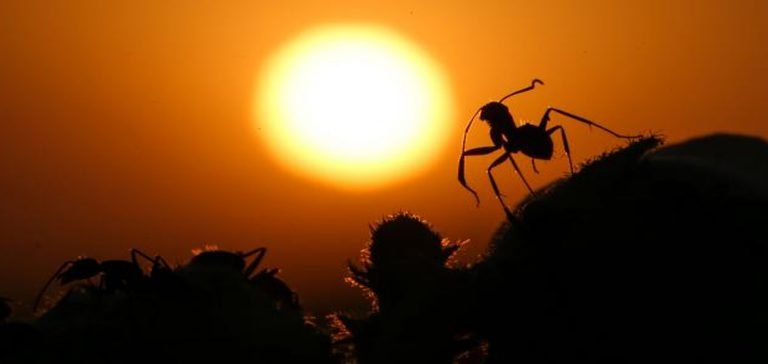 Osaka havalimanında “istilacı” karınca alarmı