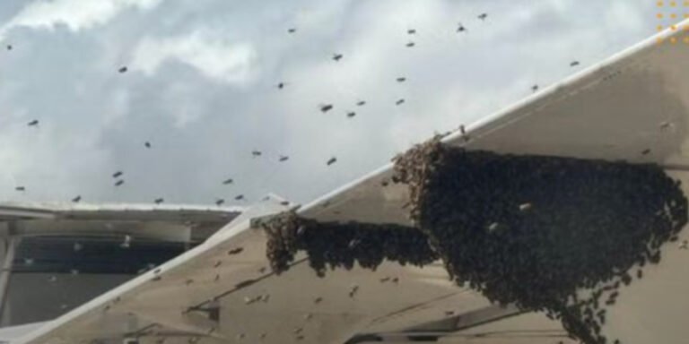 Arı Sürüsü Yolcuları Mahsur Bıraktı: VOEPASS Uçağında Olağandışı Durum