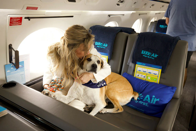 Köpek Dostu Havayolu BARK Air: Evcil Hayvanlar İçin Özel Uçuşlarını Başlatıyor